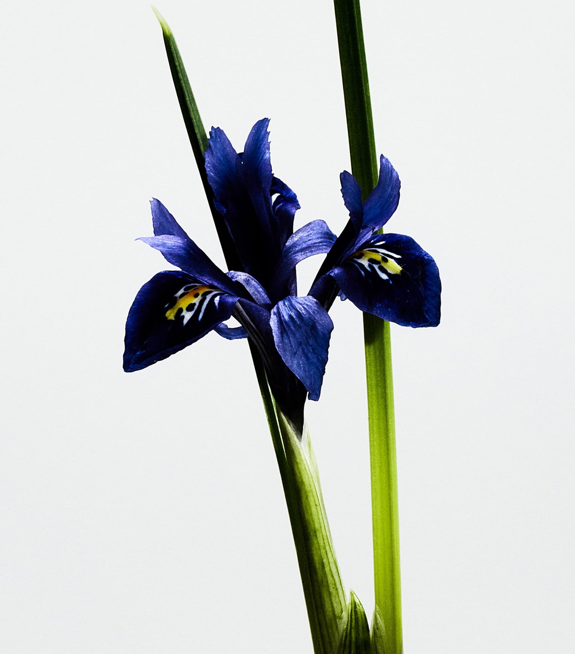 Un Paseo Por Madrid Bella Cibeles Eau de Parfum (150ml)