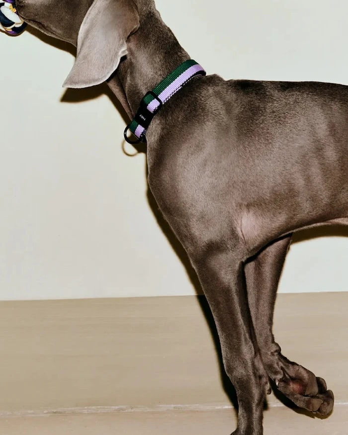 HAY Köpek Tasması M / L 2,5 x 40-65 cm