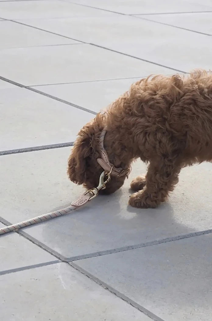 OYOY Perry Köpek Tasması L