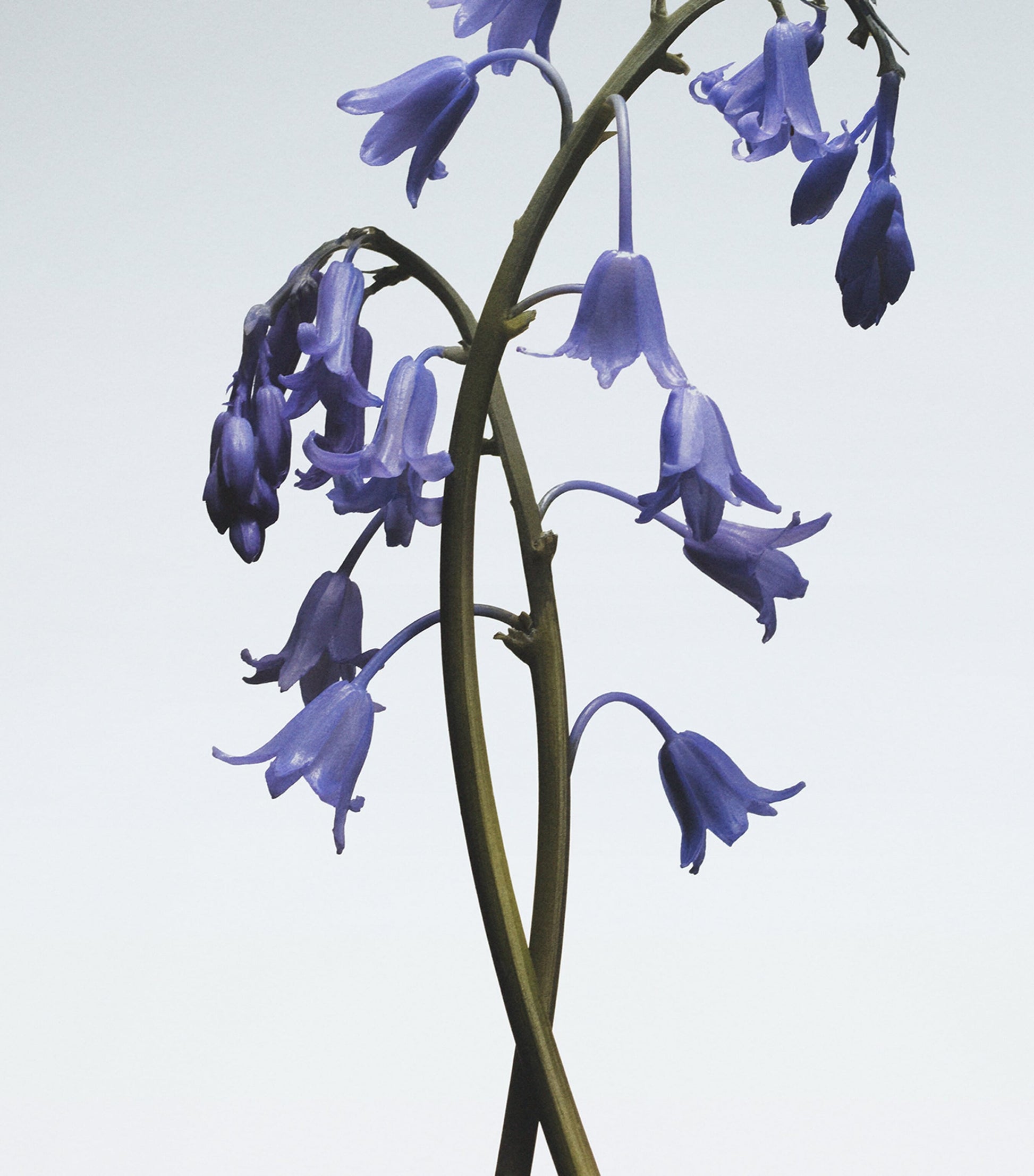 Jo Malone London Wild Bluebell Body Crème (50ml)