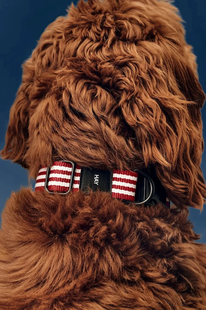 HAY köpek tasması M/L