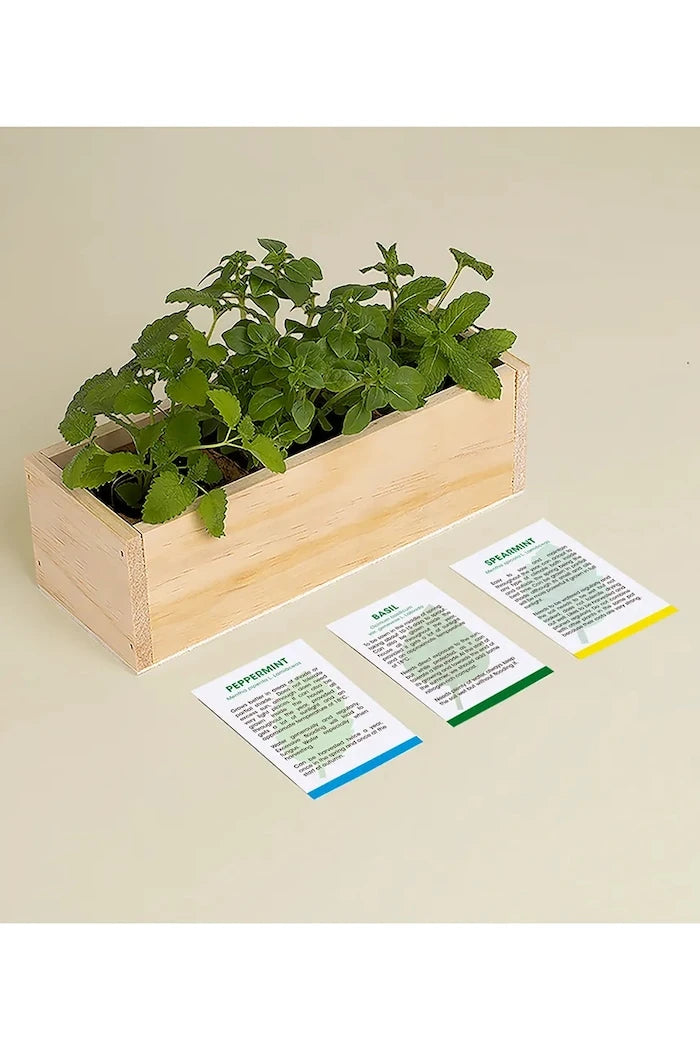 RESETEA Mojito Bitki Yetiştirme Seti 21 x 7,8 x 6,5 cm