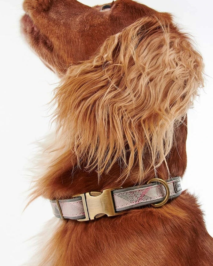 Barbour Köpek Tasması