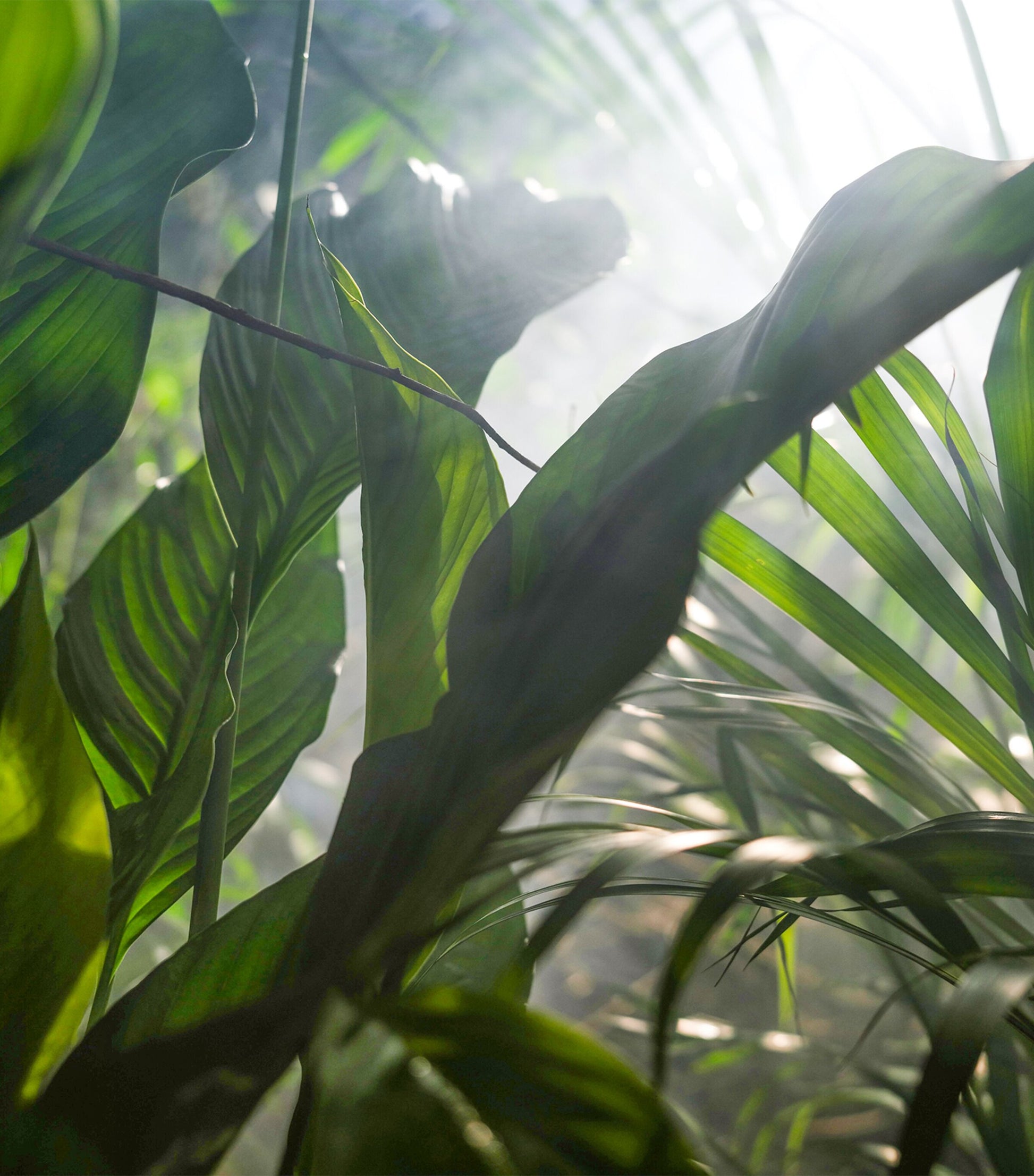 Vétiver Fauve Eau de Parfum (200ml)