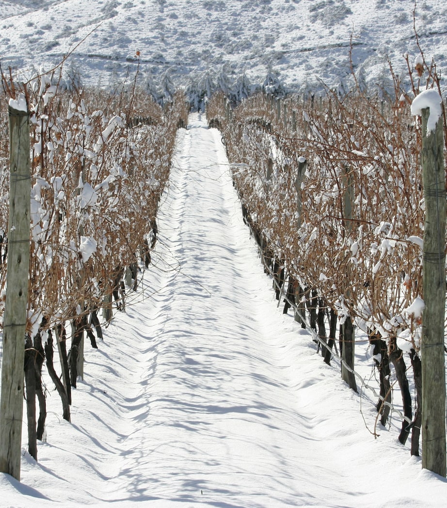 Catena Mundus Bacillus Terra Malbec (2021) - Mendoza, Argentina