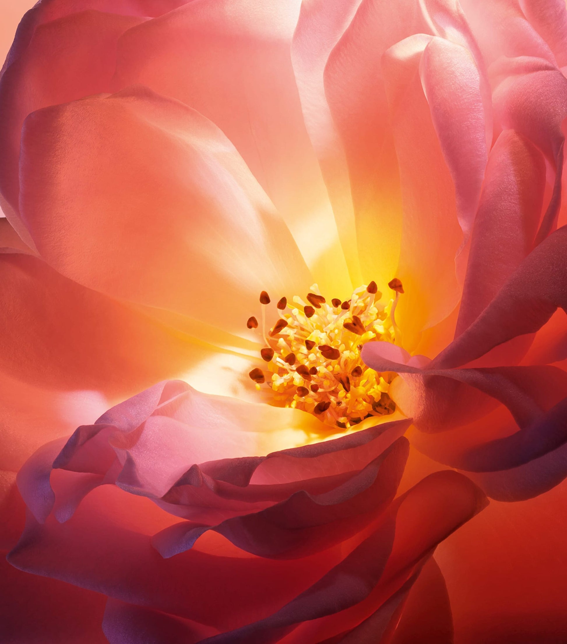 Absolue Hot As Rose Eau de Parfum (100ml)