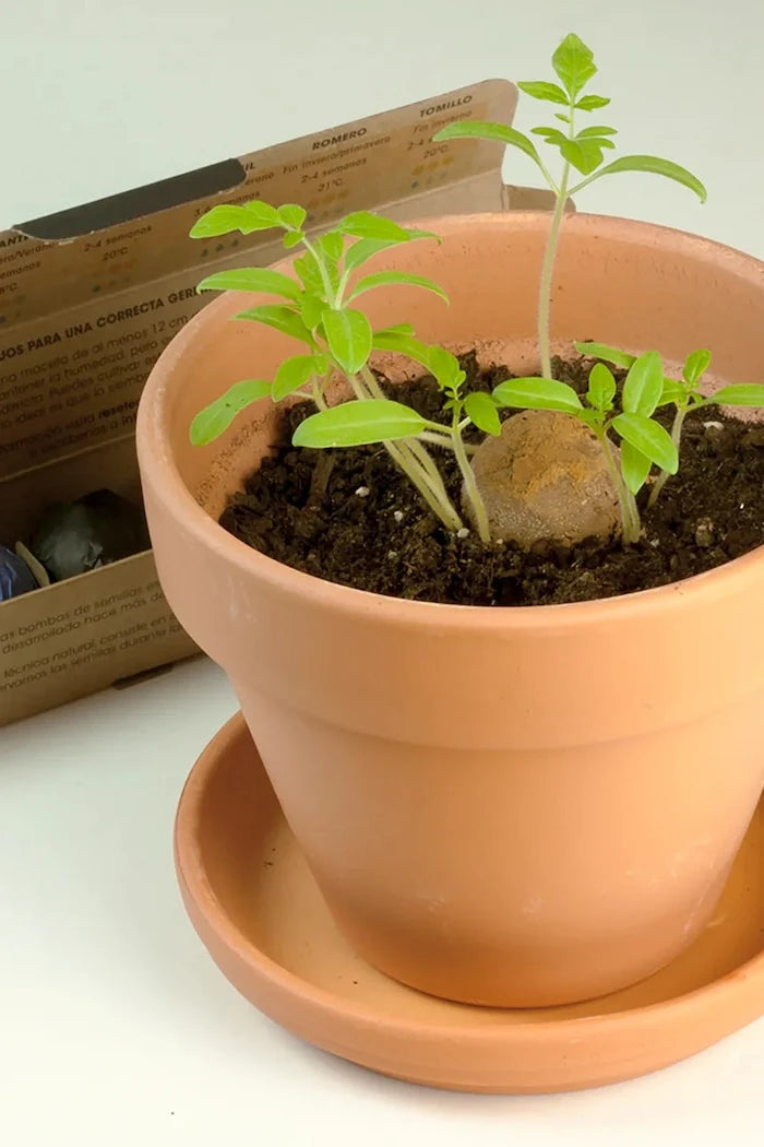RESETEA Herb Bombs Bitki Yetiştirme Seti 19,5 x 3,3 x 3,3 cm