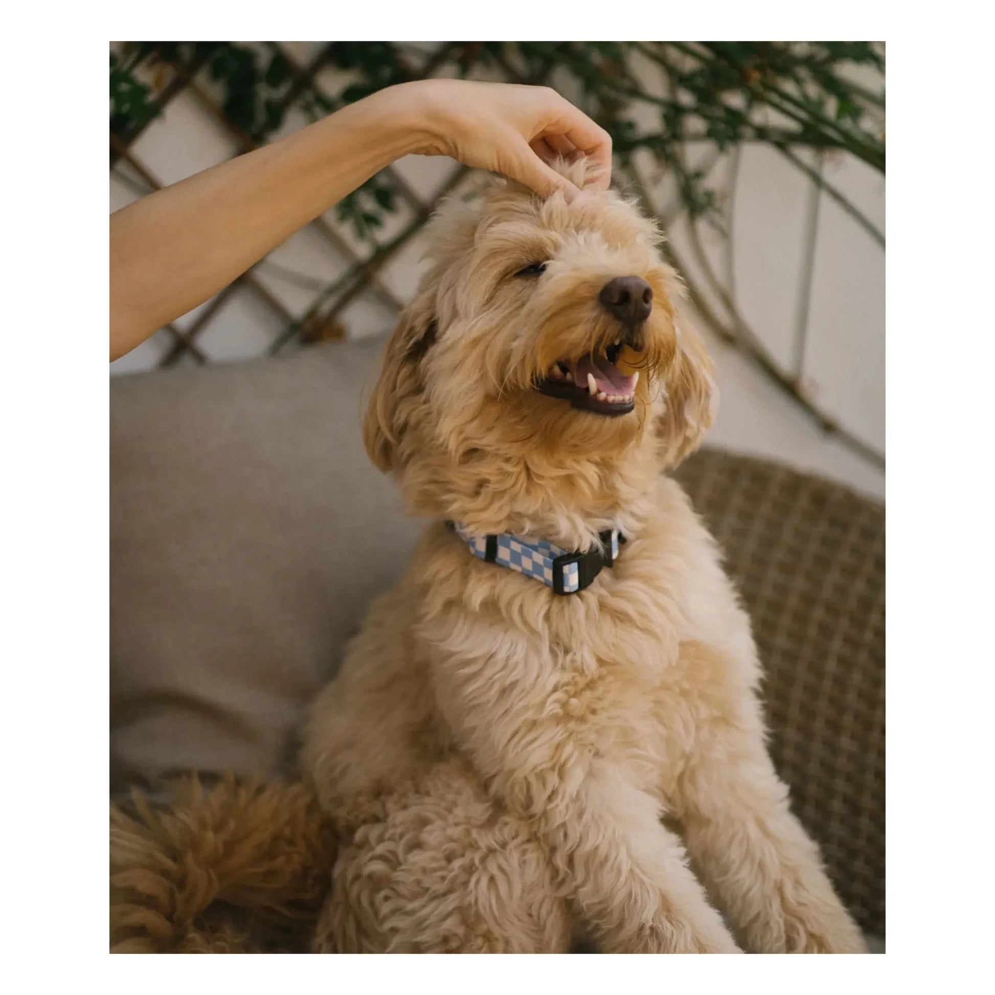Cafide - Juno dog collar | Light blue