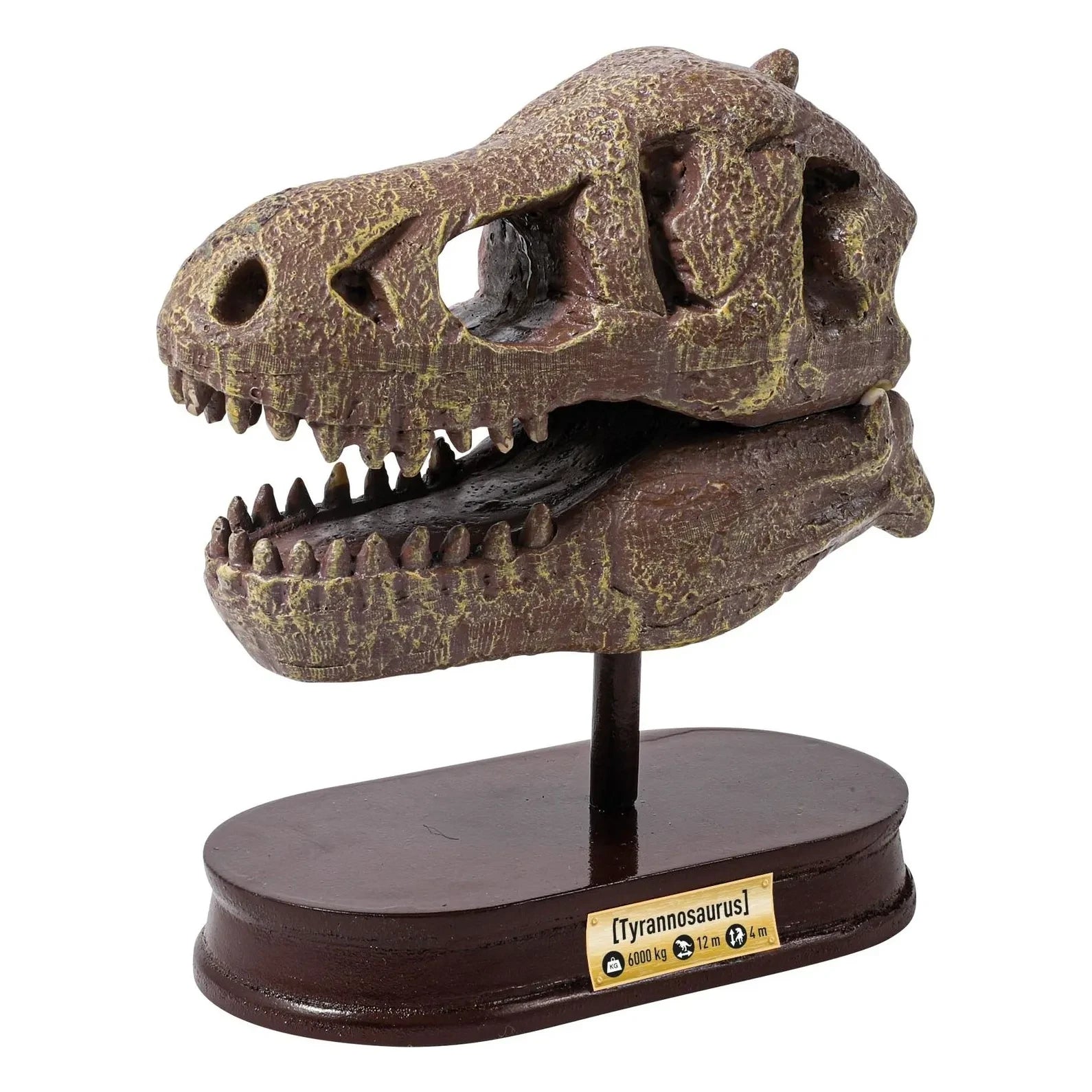 Buki - Archaeology set - Museum Dino Skull