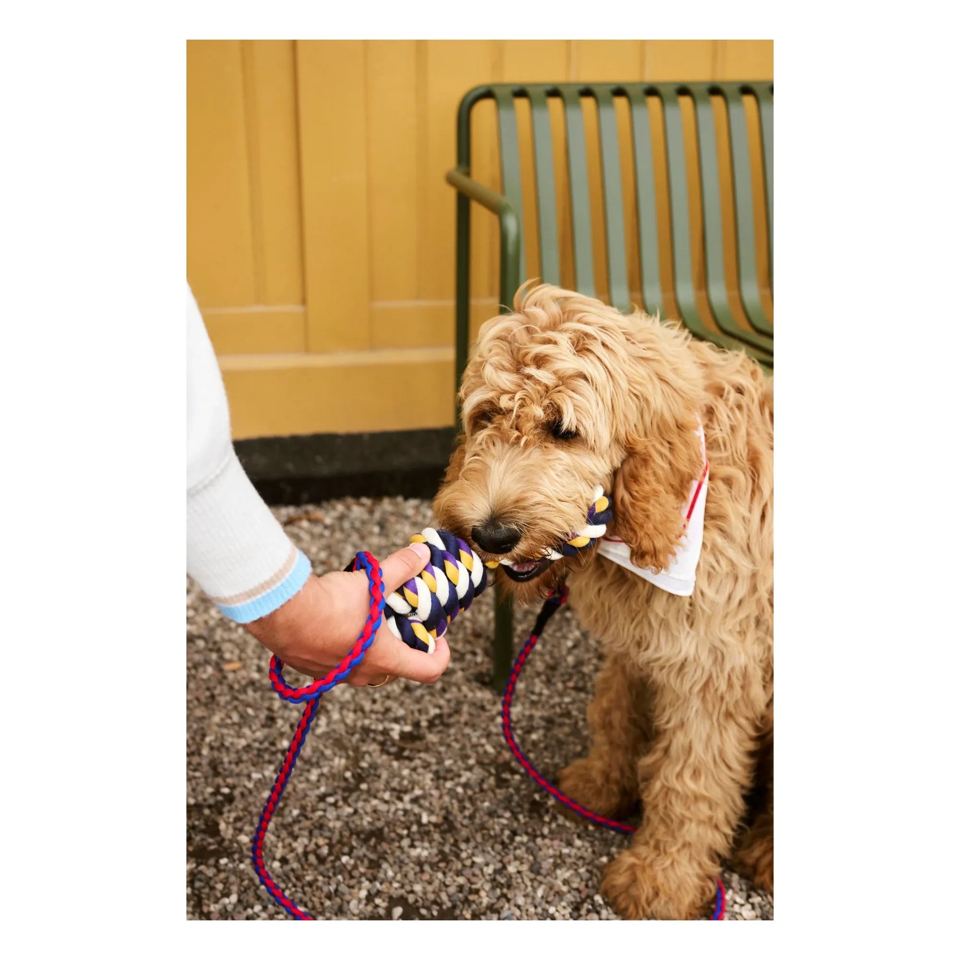 Hay - Adjustable lead | Blue