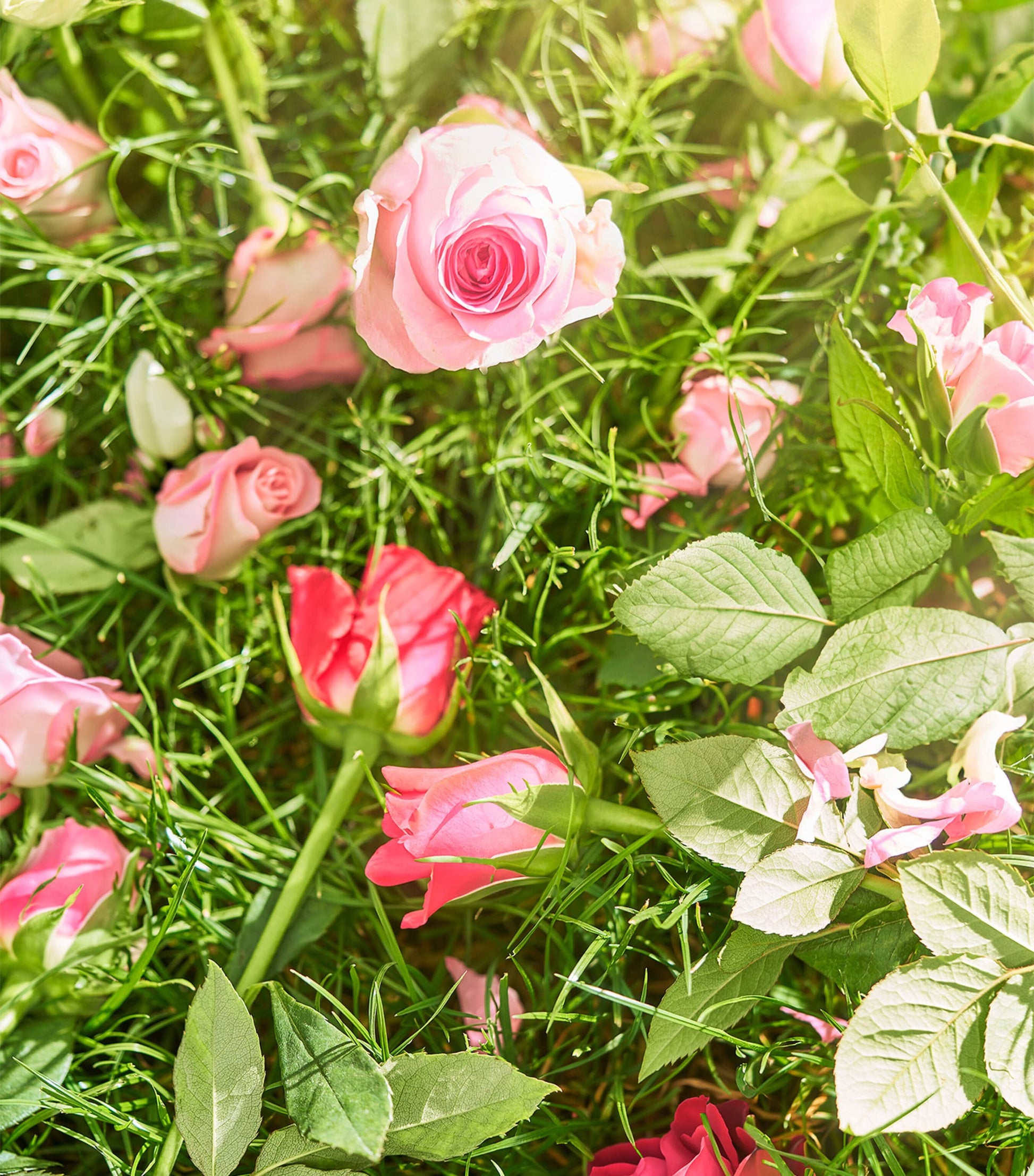 Rose de Mai 3-Wick Candle (1kg)