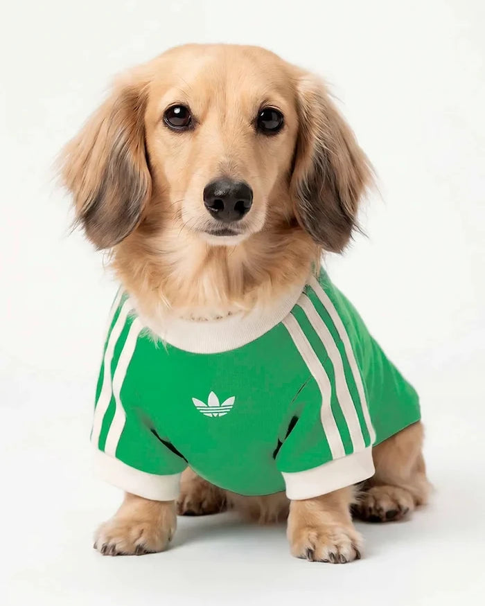 adidas Originals Evcil Hayvan Pet Cali