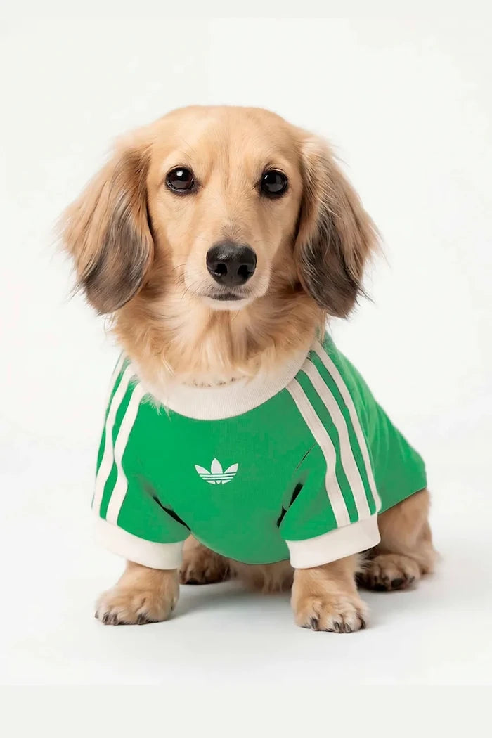 adidas Originals Evcil Hayvan Pet Cali