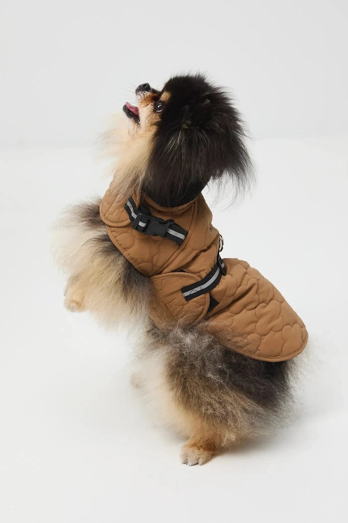 Яке за домашен любимец Medicine