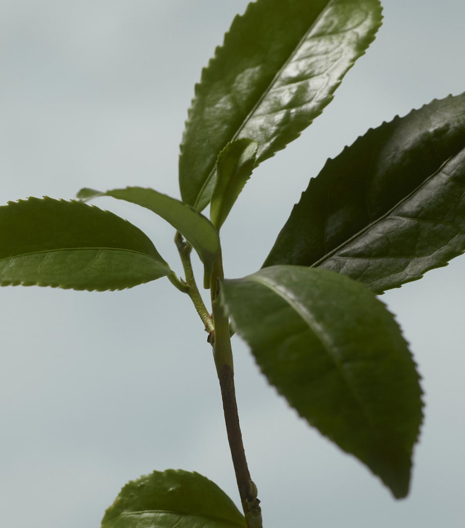 Golden Haze Eau de Parfum (100ml)