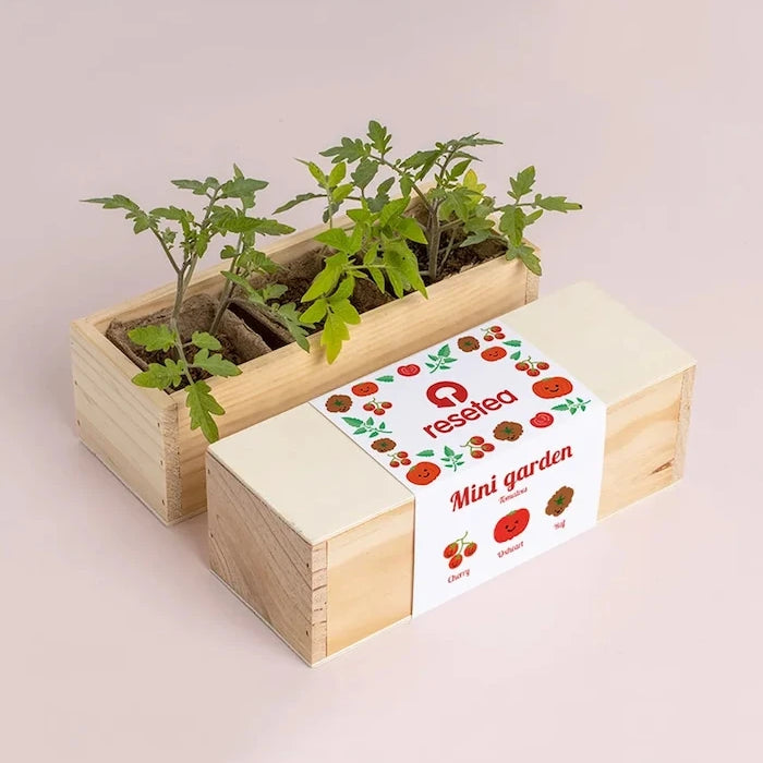 RESETEA Mini garden Tomatoes Bitki Yetiştirme Seti 21 x 7,8 x 6,5 cm