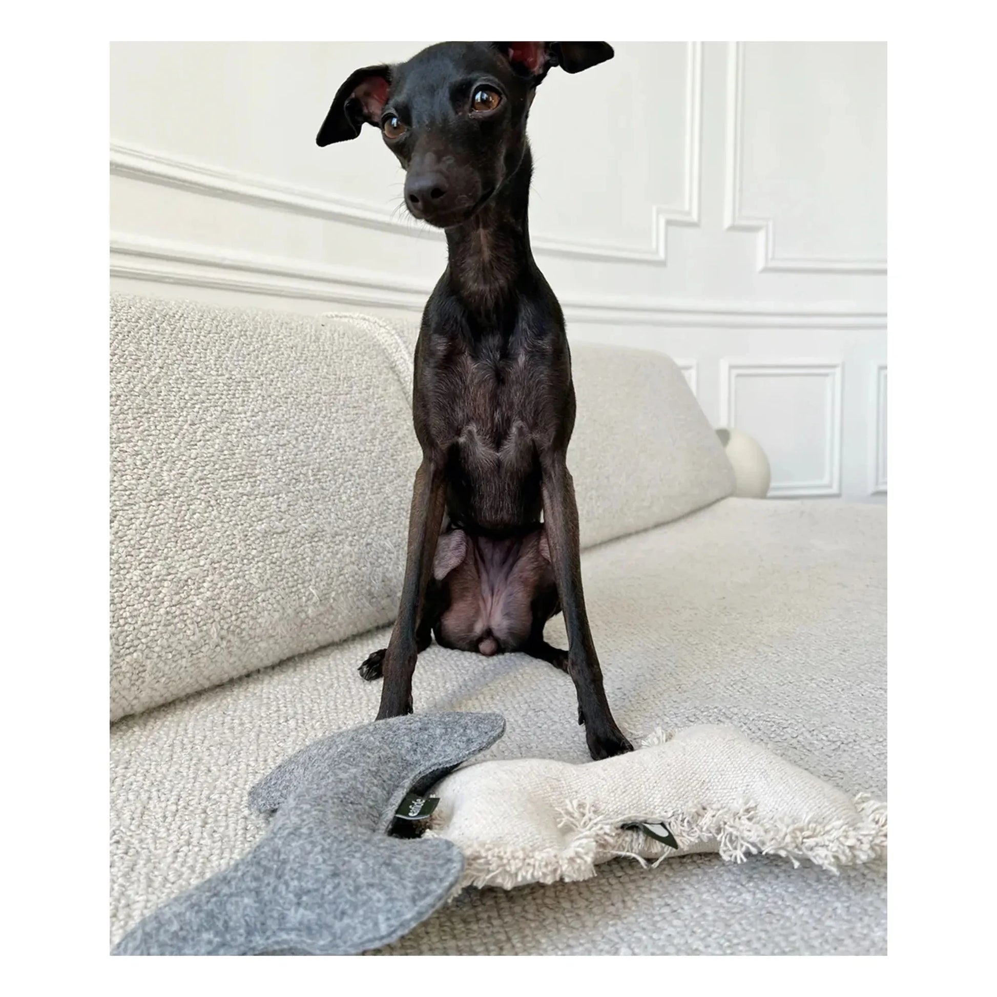 Cafide - Bone dog toy | Off-White