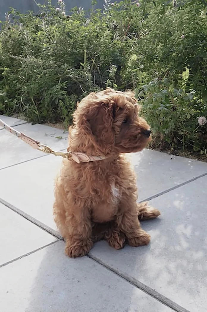 Нашийник за куче OYOY Perry Dog Collar M