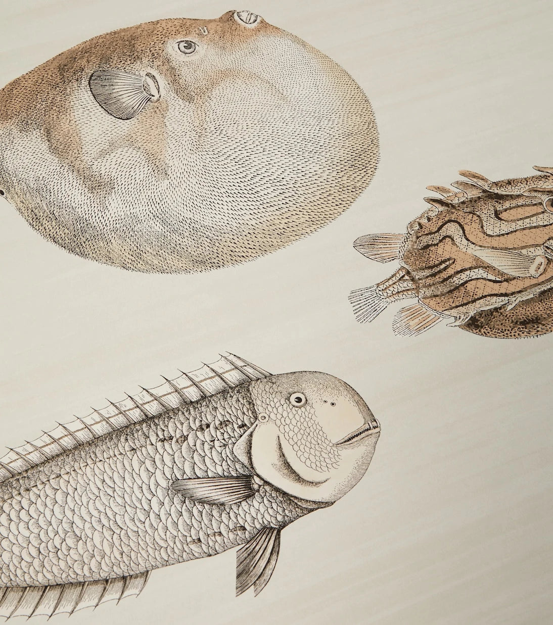 Fornasetti - x Cole & Son Acquario printed wallpaper