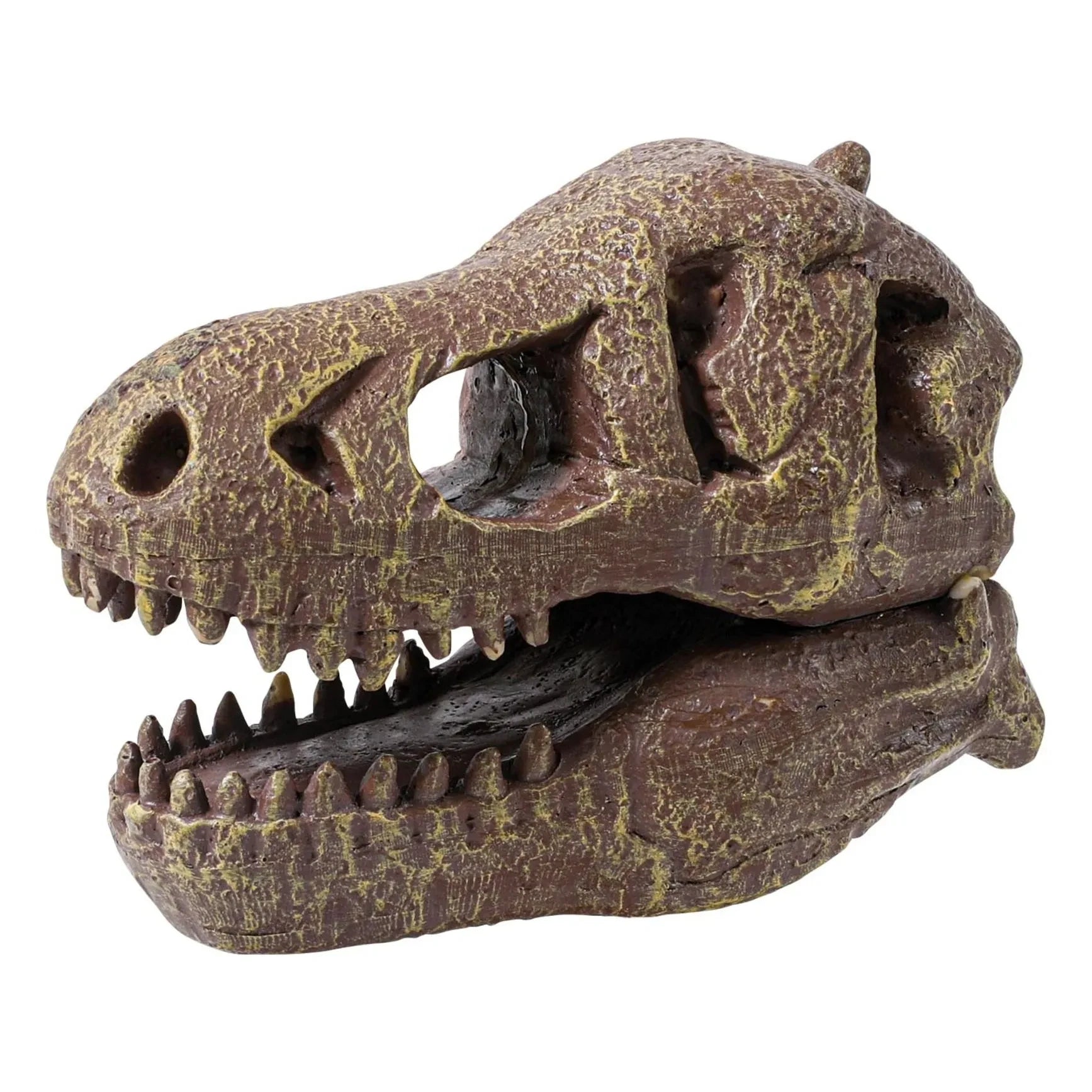 Buki - Archaeology set - Museum Dino Skull