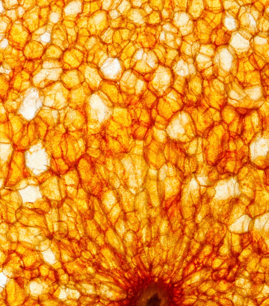 Citrus Batikanga Eau de Parfum (100ml)