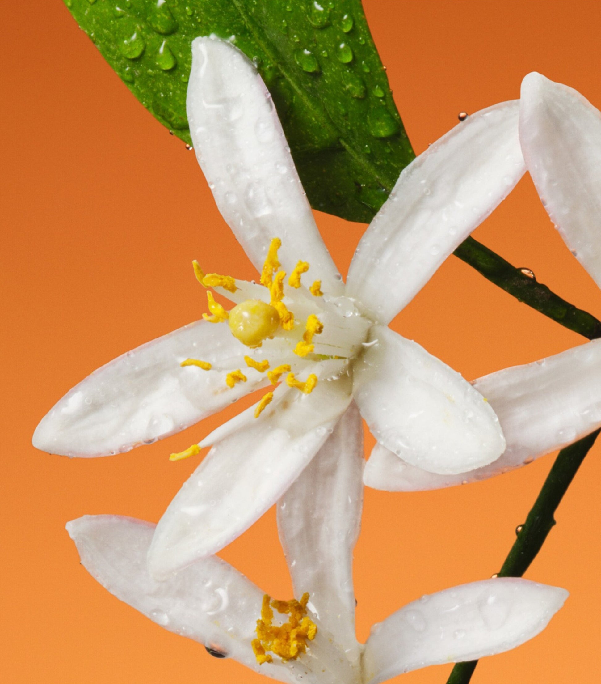 The Alchemist’s Garden Fiori di Neroli Eau de Parfum (50ml)