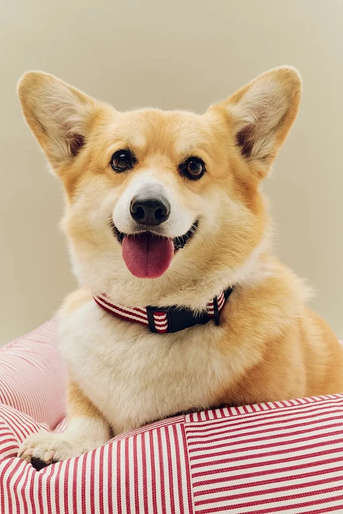 HAY Köpek Yatağı Medium