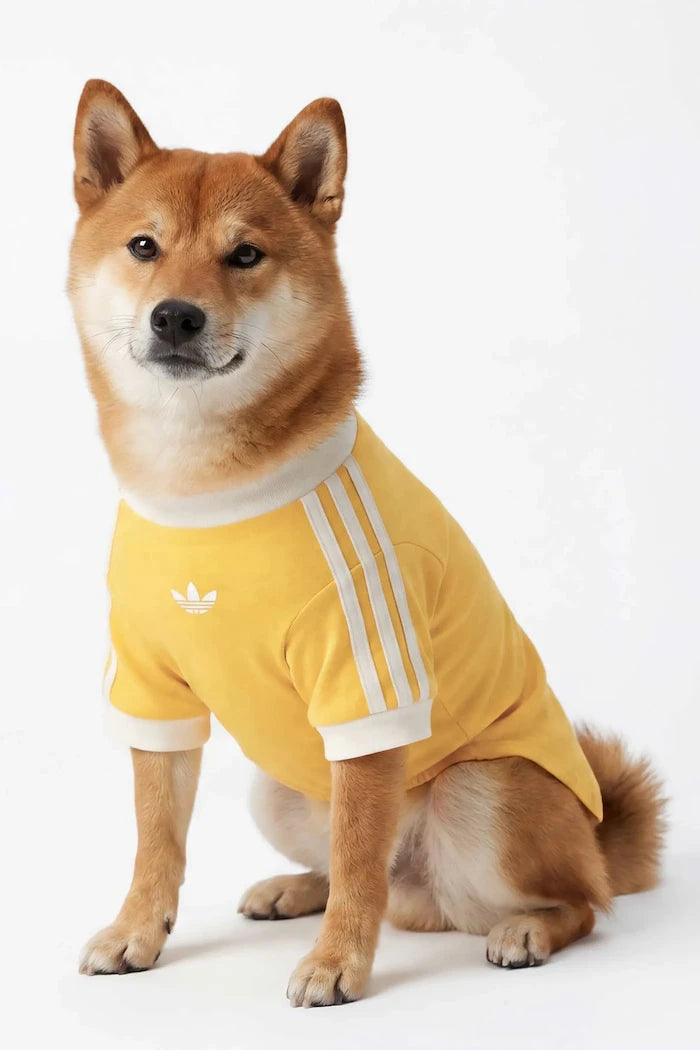 adidas Originals Evcil Hayvan Pet Cali