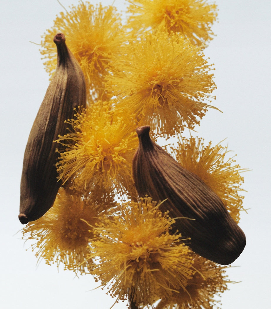 Mimosa & Cardamom Cologne (30ml)