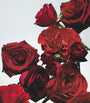 Red Roses Cologne