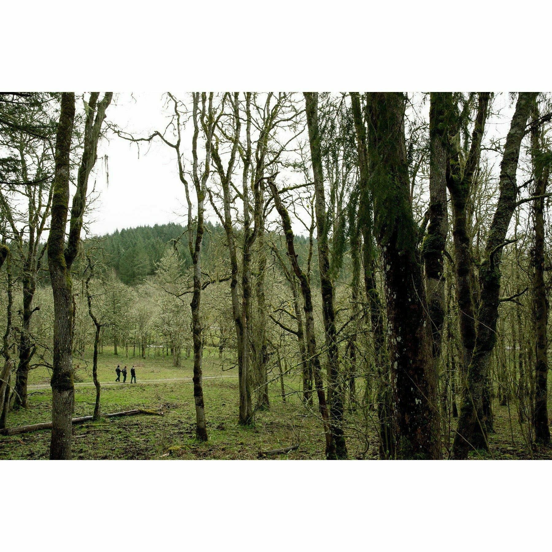 Westland American Single Malt Cask No. 7869 ("Mekka Lekka Hi Mekka Malty Ho") - Mash & Journey & Keg N Bottle Private Barrel Pick 750 ml